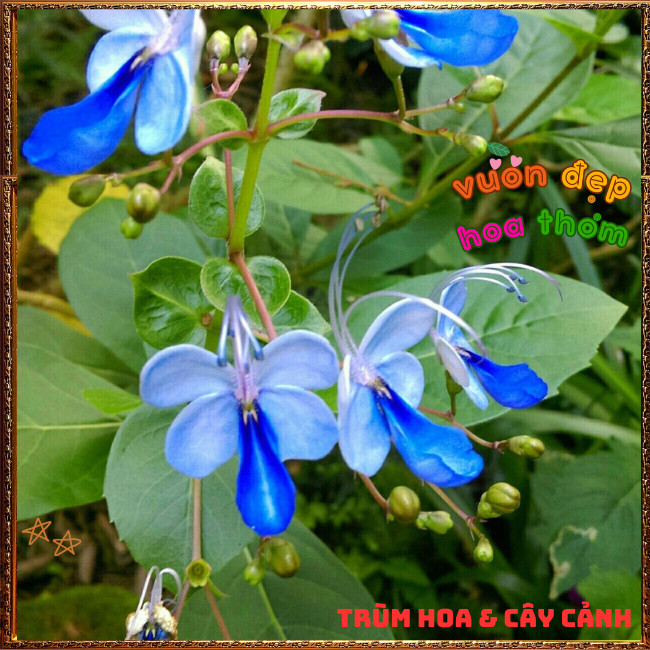 Chậu Hoa Bướm Xanh Thanh Điệp Từng Chùm Siêu Đẹp Nở Quanh Năm️📩 Hoa Mười Giờ Bonsai & Phụ Kiện