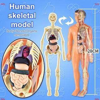 [NA] Bộ xương người 3D Giải phẫu nội tạng Bộ mô hình khoa học Trẻ em Mô hình giáo dục cơ thể Mô phỏng có thể tháo rời Mô hình lắp ráp nội tạng DIY MỚI