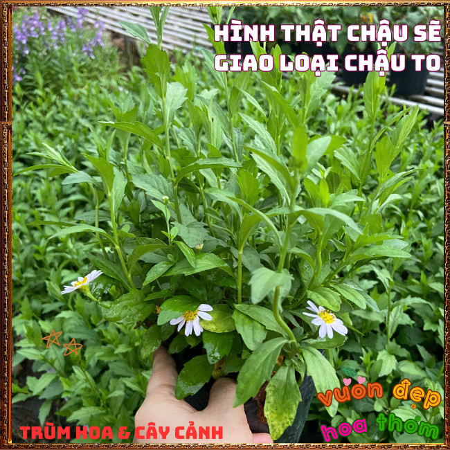 Chậu Hoa NGÔI SAO XANH CÚC ÁNH TÍM Siêu Xinh Nở Rộ Suốt Năm Dễ Trồng️️🍔TRÙM HOA VÀ CÂY CẢNH