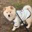 Quần Áo Thú Cưng Sữa Trắng Sọc Vest Chó Nhỏ Teddy Bichon Corgi Xuân Hè Áo Mỏng Thoáng Khí Hai Chân Quần Áo