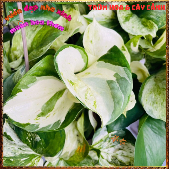 Chậu Trầu Bà Ngọc Bích Lá Cẩm Thạch Hình Tim Siêu Sang ️📩 Hoa Mười Giờ Bonsai & Phụ Kiện