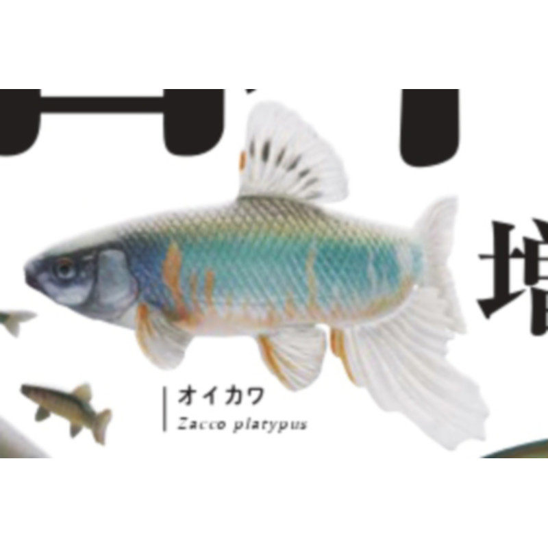 [BTF] Hàng có sẵn Nhật Bản IKIMON Gashapon NTC Nhật Bản Qingliu Phiên bản đặc biệt Đồ trang trí cá ăn được MR5L