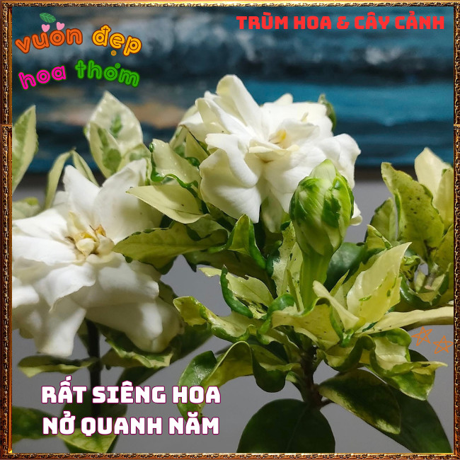 Chậu Hoa DÀNH DÀNH CẨM THẠCH Cánh Kép Thơm Lâu Lá Gấm Lạ Mắt Nở Liên Tục ️📣Hoa Mười Giờ Bonsai & Phụ Kiện