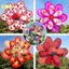 1 Chiếc Ngoài Trời Hai Lớp Cối Xay Gió Màu Đồ Chơi Trẻ Em Nhiều Màu Sắc Gió Spinner Trang Trí Sân Vườn Nhà Công Viên Cảnh Quan Trang Trí Đẹp
