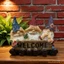 Vườn Gnome Ký Hiệu Chào Mừng Tượng Ngoài Trời Nhựa Yêu Tinh Tượng Trang Trí Bãi Cỏ Vui Nhộn Cho Sân hiên hiên
