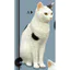 Hàng có sẵn Nhật Bản Kitan Gashapon Moriguchi Shu 's Cat 3 Mô hình động vật Trang trí máy tính để bàn N4D6