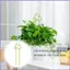 Cây Trellis Cây Leo Trellis Lưới Trang Trí Lồng Đứng Cọc Hỗ Trợ Sân Sau Đám Cưới mueadsyvn