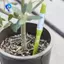 Máy đo độ ẩm đất thực vật, đầu dò, chỉ báo Máy đo độ ẩm đất thực vật
