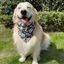 Chó Nước Bọt Mèo Samoyed Samo Shiba Inu Chó Phong Cách Mới Cho Chó Khăn Hoạt Hình Chó Khăn Hình Tam Giác