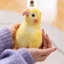 Rytanda Mô Phỏng Dễ Thương Vẹt Sang Trọng Đồ Chơi Cho Bé Trai Bé Gái Vẹt Chim Sang Trọng Đồ Chơi Thú Nhồi Bông Vui Nhộn Trẻ Em Bạn Gái Quà Tặng Năm Mới Trang Trí Phòng Ngủ Giáng Sinh Quà Tặng Sinh Nhật