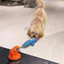 Đồ chơi cho chó Đồ chơi cho chó lớn Tug-of-War Sucker Tiêu thụ vật lý Sức mạnh thể chất trêu chọc chó Dính răng hàm Chống cắn Tự sướng