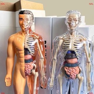 [NA] Bộ xương người 3D Giải phẫu nội tạng Bộ mô hình khoa học Trẻ em Mô hình giáo dục cơ thể Mô phỏng có thể tháo rời Mô hình lắp ráp nội tạng DIY MỚI