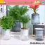Chậu hoa ORDOBOX, Chậu cây nhựa tự tưới cây, Đồ dùng làm vườn Chậu trồng thủy canh mực nước có thể nhìn thấy