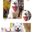 Chó Nước Bọt Mèo Samoyed Samo Shiba Inu Chó Phong Cách Mới Cho Chó Khăn Hoạt Hình Chó Khăn Hình Tam Giác