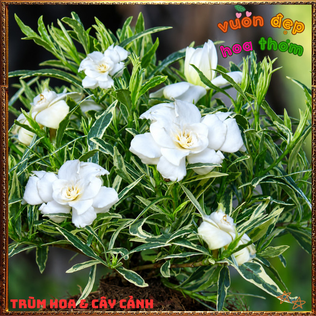 Chậu Hoa DÀNH DÀNH CẨM THẠCH Cánh Kép Thơm Lâu Lá Gấm Lạ Mắt Nở Liên Tục ️📣Hoa Mười Giờ Bonsai & Phụ Kiện