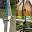 XOITOP 10 Chiếc Bungee Bóng Bạt Vải Bạt Cột Cờ Dây Kết Thúc Dây Đàn Hồi Ren Cố Định Thuyền Cực Cắm Trại Lều Phụ Kiện VN