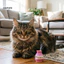 Linh hồn| Cat Whisker Storage Cat Beard Vase Handmade Mini Ceramic Cat Whisker Vase – Giá đỡ chậu hoa nhỏ cho chó Mèo Đồ lưu niệm thú cưng dễ thương Quà tặng trang trí thu nhỏ cho gia đình