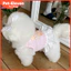 Thú Cưng Chó Quần Áo Mùa Xuân Mùa Hè Mỏng Áo Gấu Dễ Thương In Váy Ren Chó Con Bichon Schnauzi Quần Áo