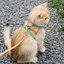 【Ready Stock】 Cat Pulling Rope Cute Vest Chest Back Anti Breaking Loose Kittens Velcro Safety Buckle Reflective Pet Cat Rope JOwi