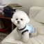 Quần Áo Cho Chó Phong Cách Hàn Quốc ins Trái Tim Thêu Áo Xuân Hè Mỏng Phong Cách Thú Cưng Mèo Bichon Schnauzer Quần Áo