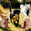 【Ready Stock】 Pet Cotton Rope Cat Toy Puppy Bite-Resistant Molar Pomeranian Small Dog Interactive Dog Toy tNqv