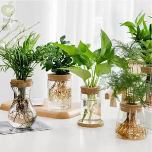 Chậu hoa thủy canh ROLY, Bình thủy tinh gia đình không đất trong suốt, Terrarium sáng tạo trong chậu Mini
