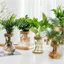 Chậu hoa thủy canh ROLY, Bình thủy tinh gia đình không đất trong suốt, Terrarium sáng tạo trong chậu Mini