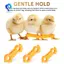 Dây buộc chân gia cầm, Niềng răng lồng gà, Niềng răng kẹp chân cho bé Chick Splay 12Psc