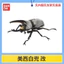 Hàng có sẵn BANDAI Capsule Toy Sinh học Sách minh họa lớn Beetle 10 Rhinoceros Beetle Unicorn Pocket Worm Trang trí E42B