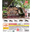 Hàng có sẵn BANDAI Capsule Toy Sinh học Sách minh họa lớn Beetle 10 Rhinoceros Beetle Unicorn Pocket Worm Trang trí E42B