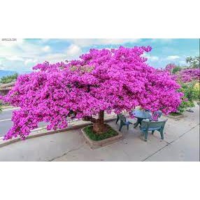 Phân Bón Hoa Giấy – Giúp Ra Nhiều Hoa, Siêng Nở, Màu Đẹp