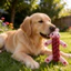 【Ready Stock】 Pet Cotton Rope Cat Toy Puppy Bite-Resistant Molar Pomeranian Small Dog Interactive Dog Toy tNqv