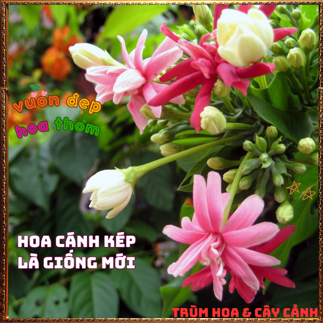 Chậu Hoa SỬ QUÂN TỬ CÁNH KÉP Leo Nhanh Thơm Nhẹ Từng Chùm Đổi Màu ️📩 Hoa Mười Giờ Bonsai & Phụ Kiện