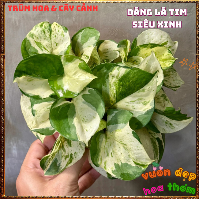 Chậu Trầu Bà Ngọc Bích Lá Cẩm Thạch Hình Tim Siêu Sang ️📩 Hoa Mười Giờ Bonsai & Phụ Kiện