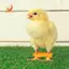 Dây buộc chân gia cầm, 12Psc Baby Chick Splay Leg Hobble Brace, Móc treo chân gà con cho bé, Niềng răng nướng gà