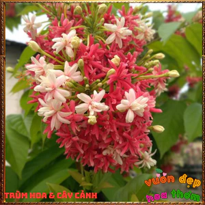 Chậu Hoa SỬ QUÂN TỬ CÁNH KÉP Leo Nhanh Thơm Nhẹ Từng Chùm Đổi Màu 📧 HOA VÀ CÂY CẢNH CHUẨN GIỐNG