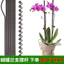 Hình Làm Vườn Leo Mây Hoa Hỗ Trợ Cần Phalaenopsis Giá Đỡ Nồi Cố Định Kẹp Hoa Kẹp Kệ Dây Giá Đỡ Trung Bình