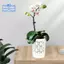 Chậu hoa lan có lỗ, Nồi hoa lan bằng gốm 4 Inch để bò sát, Chậu trồng hoa trong nhà ngoài trời, thoáng khí Dễ dàng lắp đặt màu trắng