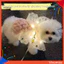 Đôi cánh bướm phát sáng cổ tích cho chó Trang phục thú cưng Đôi cánh Led thêu cho bữa tiệc Chụp ảnh trang điểm – Phụ kiện thú cưng dễ thương dành cho người mua Đông Nam Á cho thú cưng