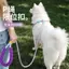 【Ready Stock】 P Rope P Chain Dog Hand Holding Rope Explosion-Proof Anti Breaking Loose Small, Medium and Large Dogs Walking Dog Dog Training Rope Bite-Resistant Avoid Cutting into the Neck tZod
