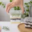 TRTR 50 Chiếc Cốc Tráng Miệng Bằng Nhựa Có Nắp 400ml Có Thể Tái Sử Dụng Cupcake Hộp Vuông Trong Suốt Đơn Món Tráng Miệng Hộp Kín Bánh Mousse Hộp Bảo Quản VN