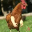 Đồ Chơi Vui Nhộn Sáng Tạo Prank Chiến Đấu Cánh Tay Gà Prank Cánh Tay Gà Khủng Long Lòng Bàn Tay Thú Cưng Đồ Chơi Vui Nhộn 5.5