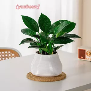 Chậu hoa lười Chậu hoa thấm nước tự động Chậu hoa hai lớp bằng nhựa tự tưới nước văn phòng Chậu trồng thủy canh