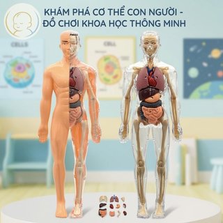 Mô hình xếp hình 3D giải phẫu con người Bộ phận có thể tháo rời Đồ chơi khoa học ABS Giáo dục trẻ em