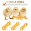 Dây buộc chân gia cầm, 12Psc Baby Chick Splay Leg Hobble Brace, Móc treo chân gà con cho bé, Niềng răng nướng gà