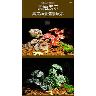 Bò sát Terrarium Cây nhân tạo Trang trí ẩn náu thực tế cho thằn lằn Tắc kè Rùa