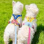 Mùa Hè Dobamine Chó Ngực Lưng Dây Xích Chó Nhỏ Chó Teddy Bichon Chó Con Dây Xích Chó Chống Chia Tay Đi Chơi Dây Đeo Cho Chó