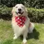 Chó Nước Bọt Mèo Samoyed Samo Shiba Inu Chó Phong Cách Mới Cho Chó Khăn Hoạt Hình Chó Khăn Hình Tam Giác