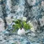 Xanh Trắng Van Gogh Tranh Sơn Dầu Vải Jacquard Handmade DIY Túi Cứng Hồ Sơ Áo Váy Quần Áo Thiết Kế Vải 4.24