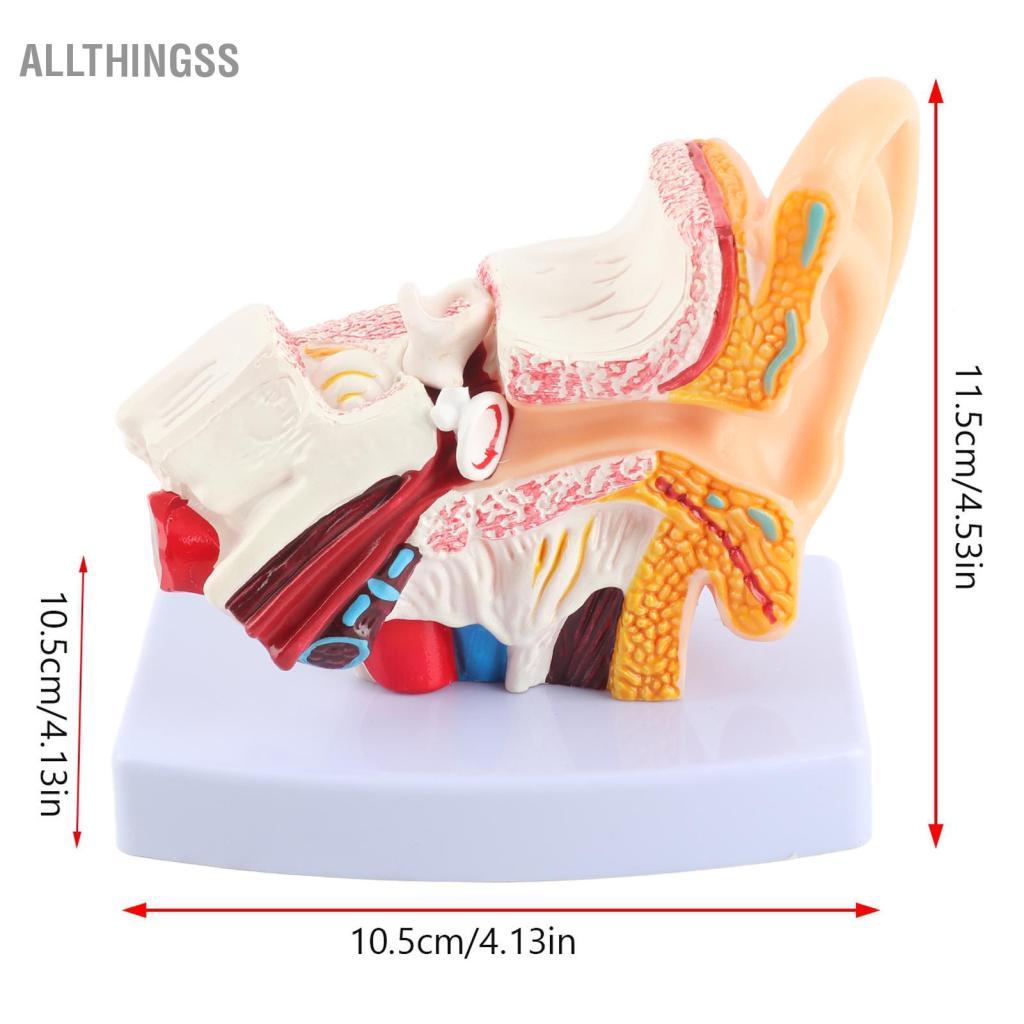 Allthingss Mô Hình Tai Giải Phẫu Khoa Học Chuyên Nghiệp Phóng Đại 1.5:1 Cho Phòng Thí Nghiệm Trường Học Bệnh Viện